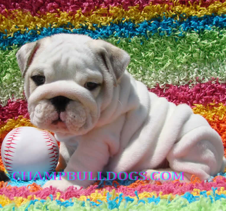 English bulldog puppies for sale